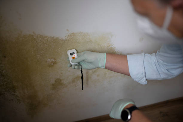 Best Toxic Mold Removal  in Pauls Valley, OK