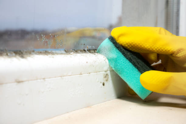 Best Attic Mold Removal  in Pauls Valley, OK
