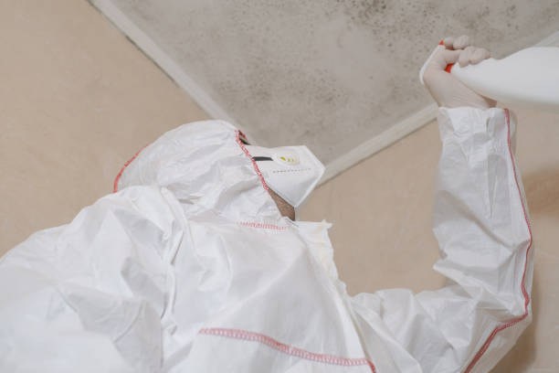 Best Black Mold Removal  in Pauls Valley, OK